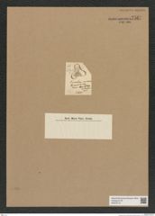 Diatomeae indet. Zeichnungen Sammlung Grunow Nr. 7567 (NHMW-BOT-W0376715)